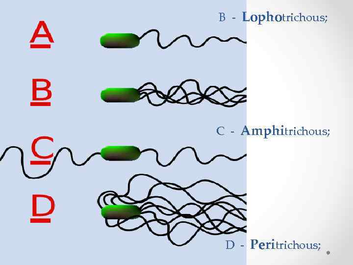 B - Lophotrichous; C - Amphitrichous; D - Peritrichous; 