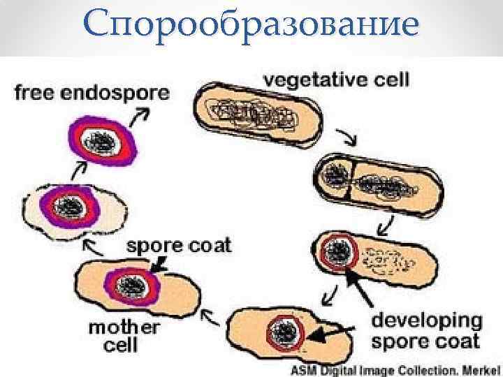 Спорообразование 