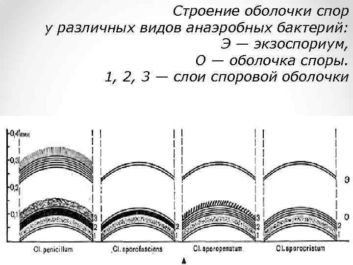 Строение оболочки спор у различных видов анаэробных бактерий: Э — экзоспориум, О — оболочка