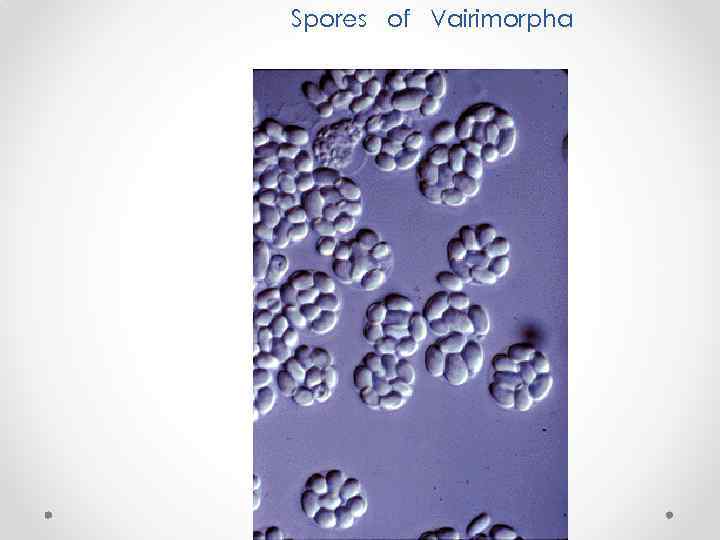 Spores of Vairimorpha 