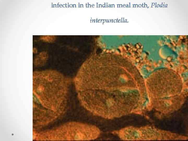 infection in the Indian meal moth, Plodia interpunctella. 