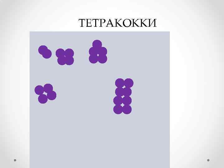 ТЕТРАКОККИ 