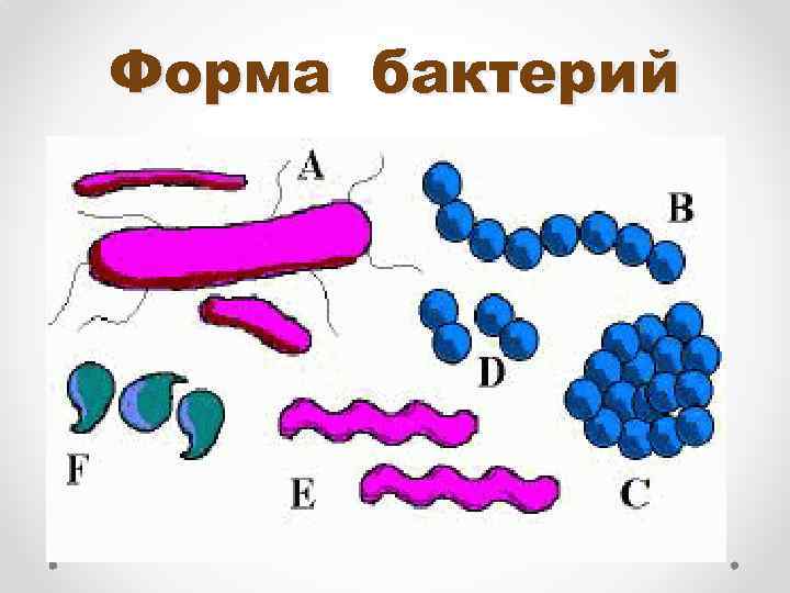 Форма бактерий 