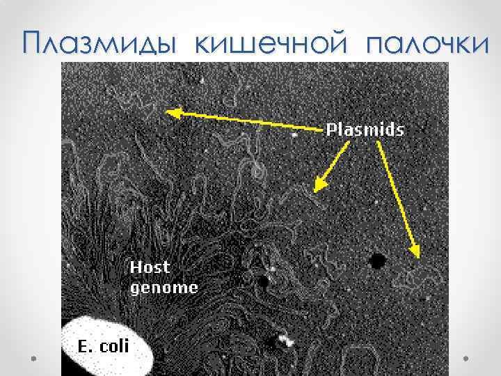 Плазмиды кишечной палочки 