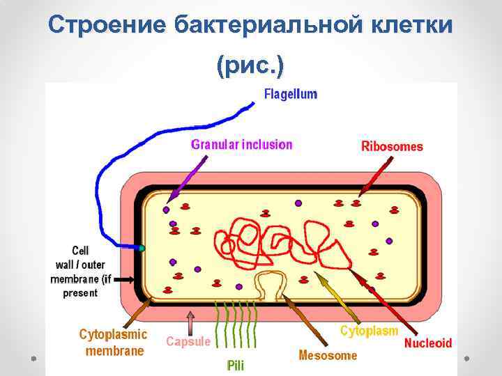 Строение бактериальной клетки (рис. ) 