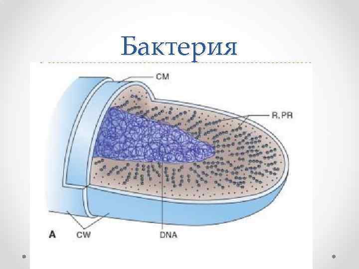Бактерия 