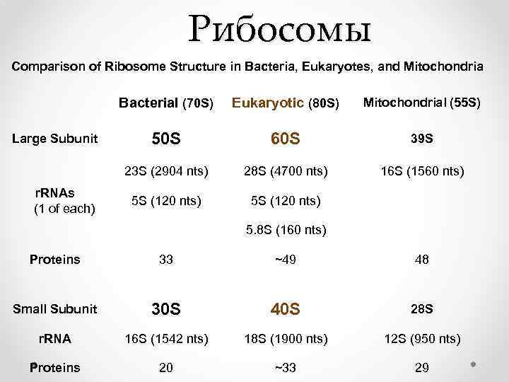 Рибосомы Comparison of Ribosome Structure in Bacteria, Eukaryotes, and Mitochondria Bacterial (70 S) Eukaryotic