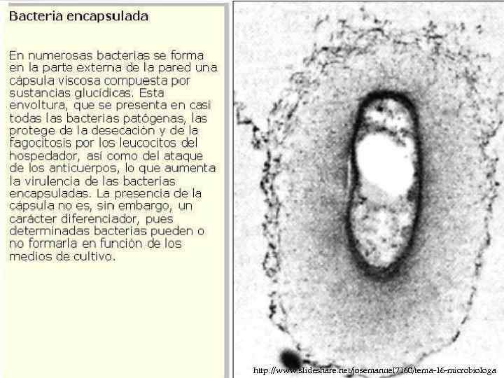 http: //www. slideshare. net/josemanuel 7160/tema-16 -microbiologa 