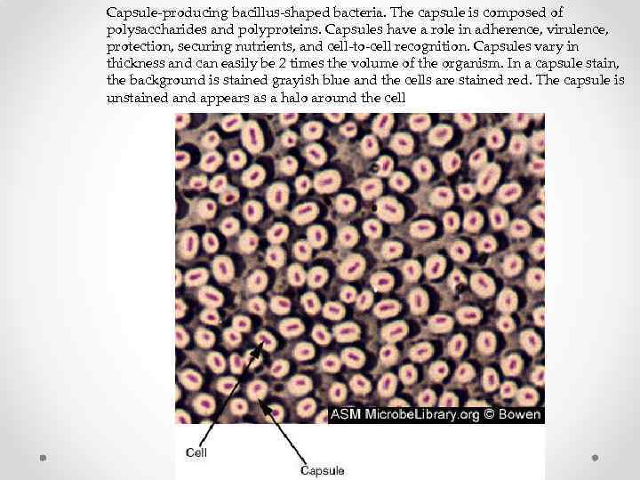 Capsule-producing bacillus-shaped bacteria. The capsule is composed of polysaccharides and polyproteins. Capsules have a