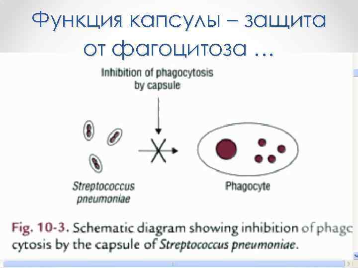 Функция капсулы – защита от фагоцитоза … 