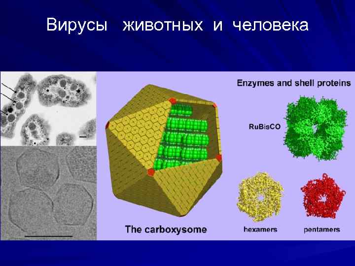 Вирусы животных и человека Carboxysomes are protein-enclosed bacterial organelles. Top left is an electron