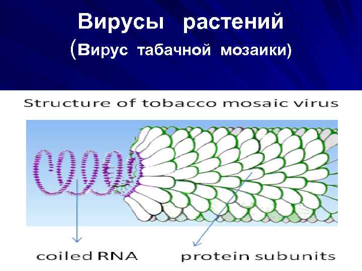 Вирусы растений (вирус табачной мозаики) 