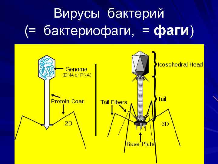 Вирусы бактерий (= бактериофаги, = фаги) 