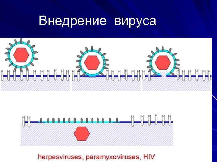 Внедрение вируса 