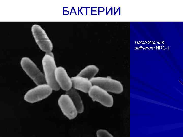 БАКТЕРИИ Halobacterium salinarum NRC-1 