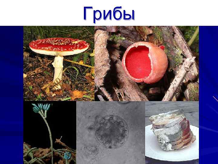 Грибы 