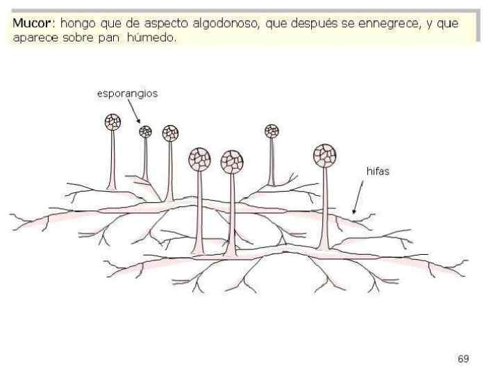 http: //www. slideshare. net/josemanuel 7160/tema-16 -microbiologa 