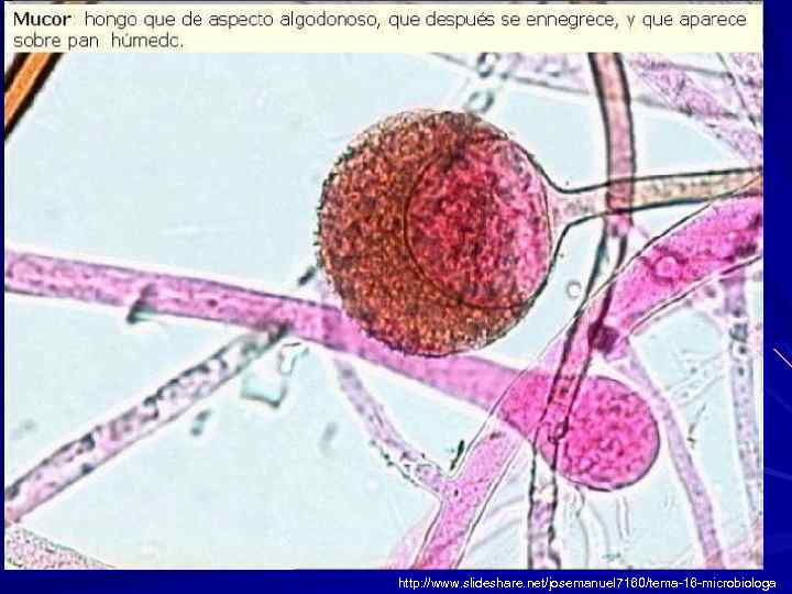 http: //www. slideshare. net/josemanuel 7160/tema-16 -microbiologa 