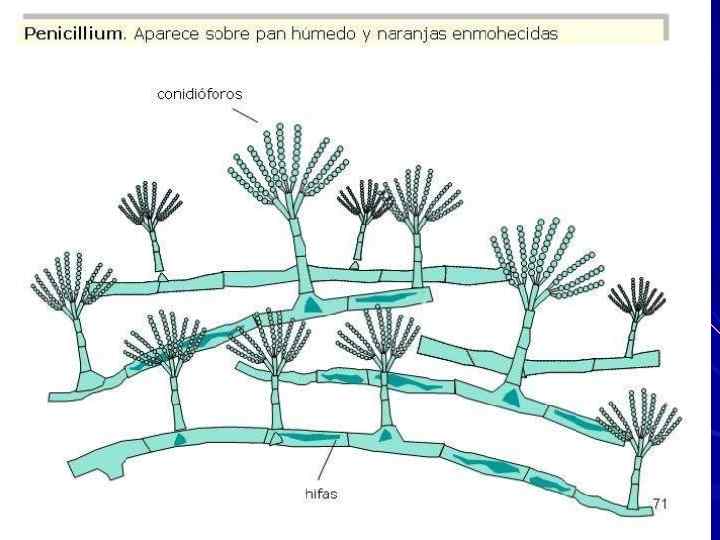 http: //www. slideshare. net/josemanuel 7160/tema-16 -microbiologa 