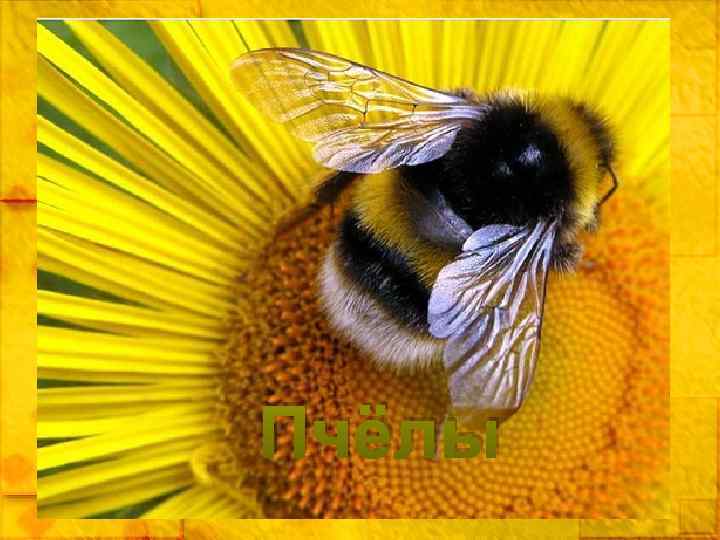 Пчёлы 