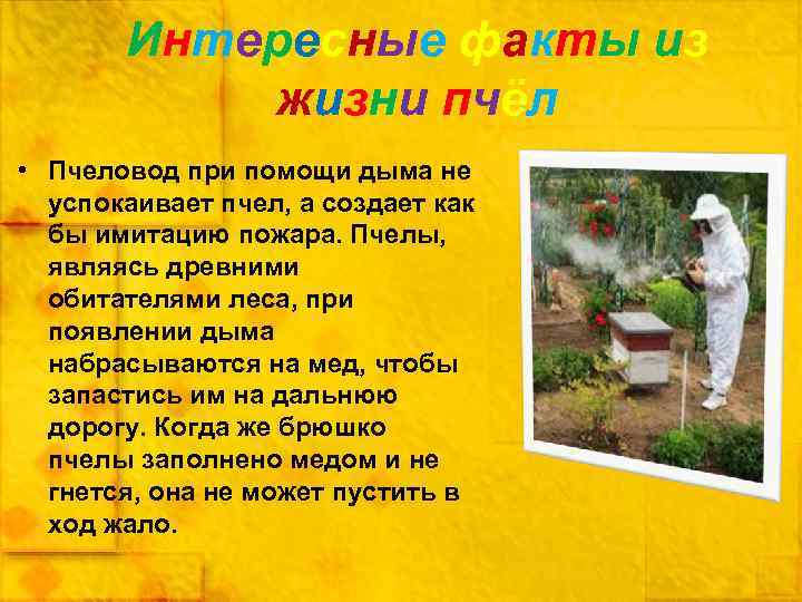 Интересные факты из жизни пчёл • Пчеловод при помощи дыма не успокаивает пчел, а
