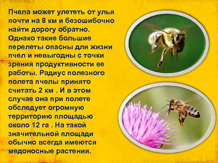 Информация о пчелах 2 класс окружающий. Факты о пчелах. Интересные факты о пчелах. Интересные факты отпчелах. Интересные факты из жизни пчел.