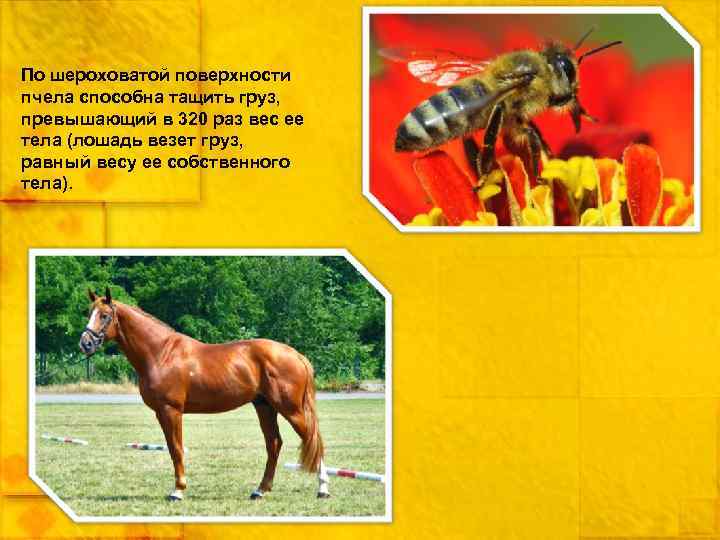 По шероховатой поверхности пчела способна тащить груз, превышающий в 320 раз вес ее тела