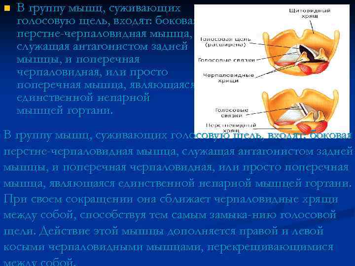 n В группу мышц, суживающих голосовую щель, входят: боковая перстне-черпаловидная мышца, служащая антагонистом задней