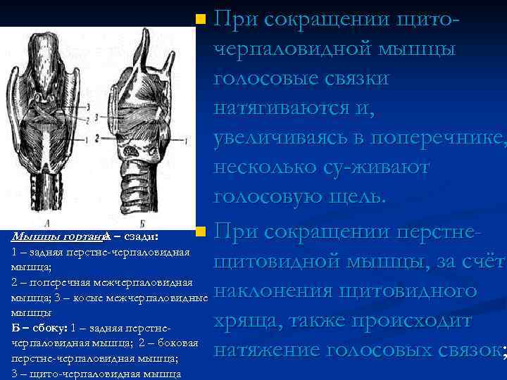 n При сокращении щито- черпаловидной мышцы голосовые связки натягиваются и, увеличиваясь в поперечнике, несколько