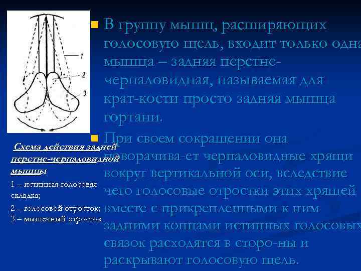 n В группу мышц, расширяющих голосовую щель, входит только одна мышца – задняя перстнечерпаловидная,