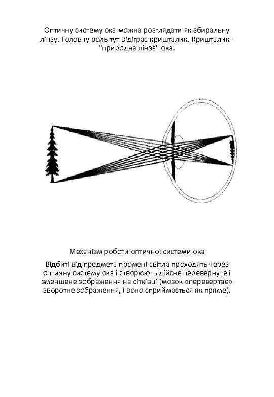 Оптичну систему ока можна розглядати як збиральну лінзу. Головну роль тут відіграє кришталик. Кришталик