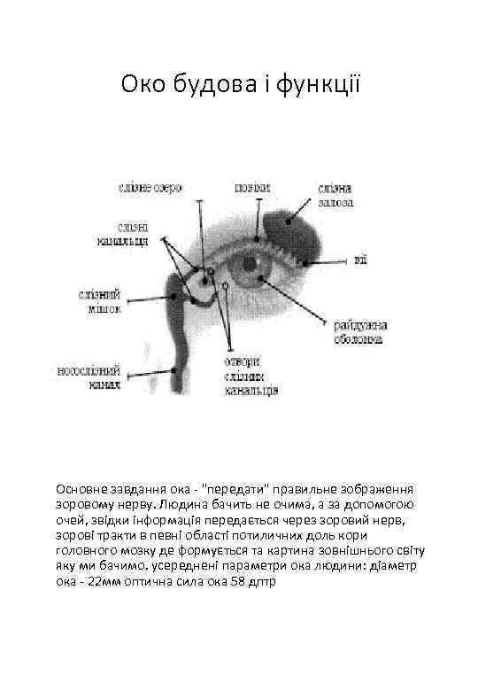 Око будова і функції Основне завдання ока - 