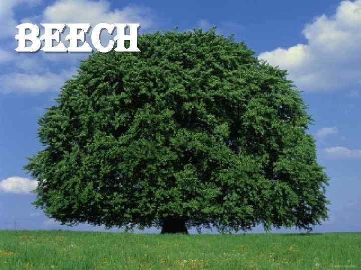 beech 