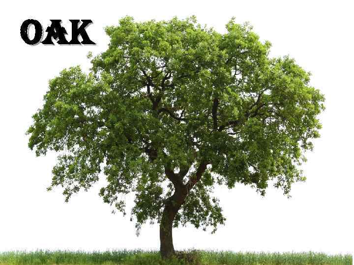 oak 