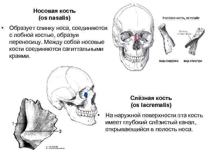 Носовая кость (os nasalis) • Образует спинку носа, соединяются с лобной костью, образуя переносицу.