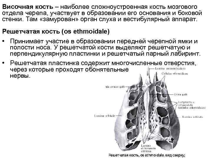 Височная кость – наиболее сложноустроенная кость мозгового отдела черепа, участвует в образовании его основания