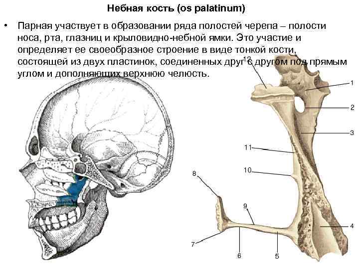 Гипофиз расположен в полости черепа