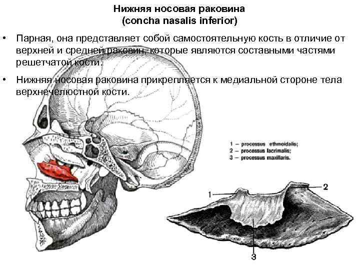 Нижняя носовая раковина (concha nasalis inferior) • Парная, она представляет собой самостоятельную кость в