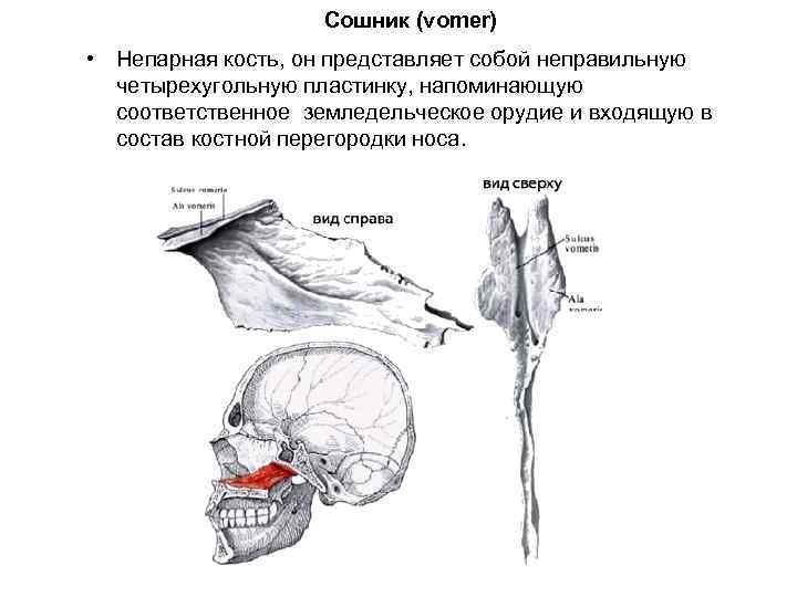 Где сошников. Кости лицевого отдела сошник. Сошник анатомия строение. Сошник топография. Сошник функции анатомия.
