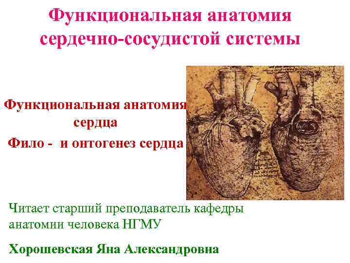 Функциональная анатомия сердечно-сосудистой системы Функциональная анатомия сердца Фило - и онтогенез сердца Читает старший
