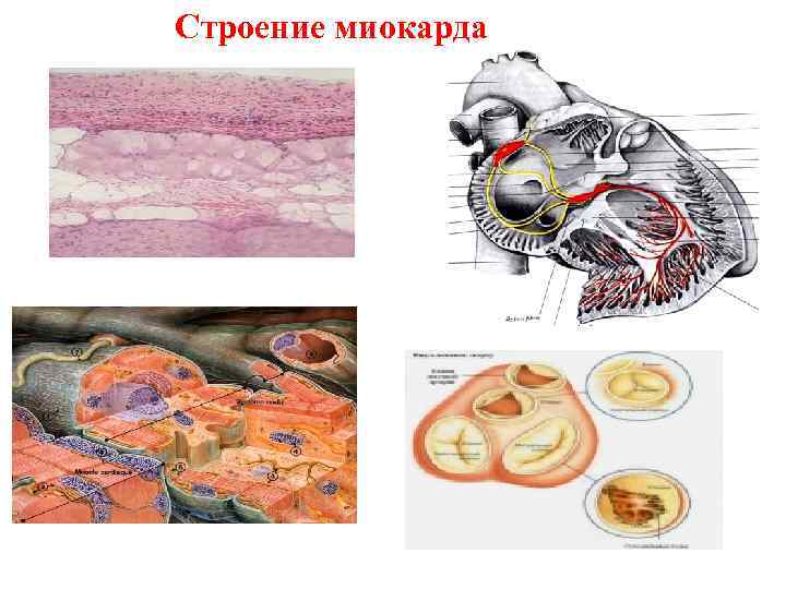 Строение миокарда 