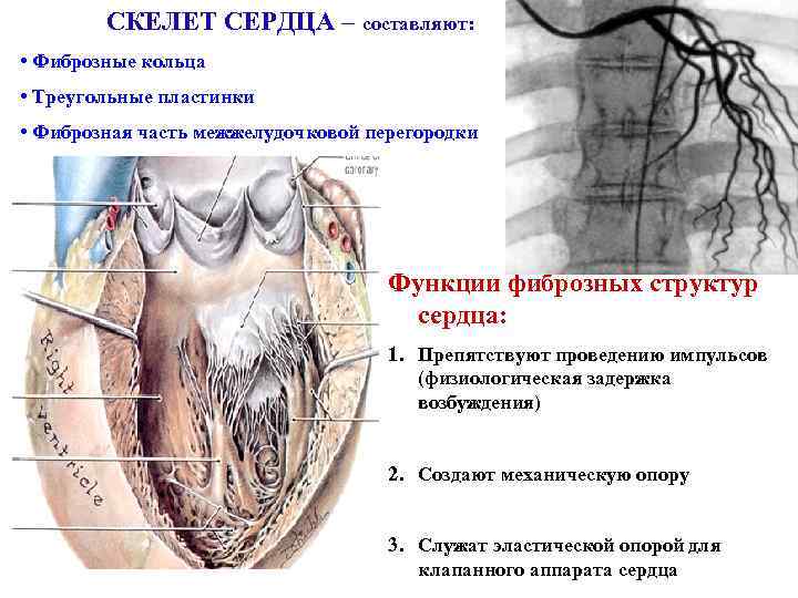 Мягкий скелет сердца