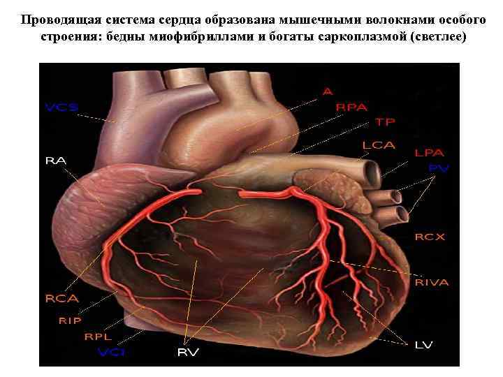 Проводящая система сердца образована мышечными волокнами особого строения: бедны миофибриллами и богаты саркоплазмой (светлее)