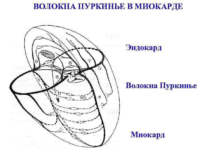 Волокна пуркинье гистология рисунок