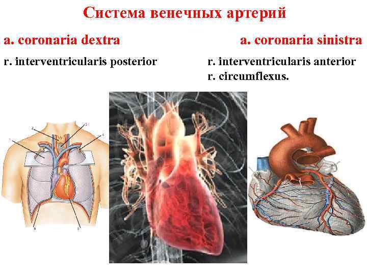 Система венечных артерий a. coronaria dextra r. interventricularis posterior a. coronaria sinistra r. interventricularis