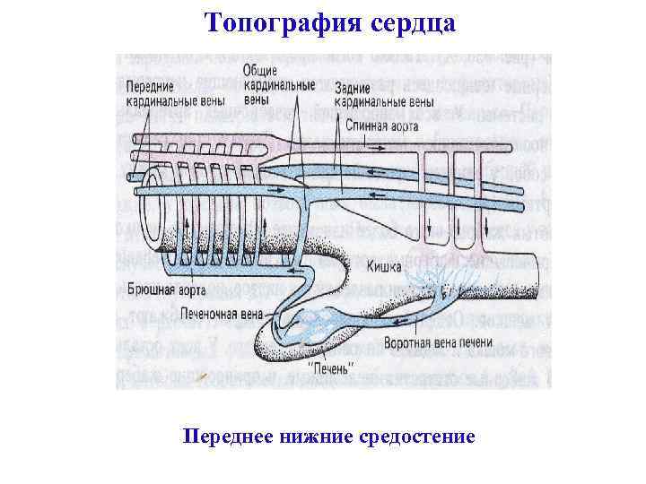 Топография сердца Переднее нижние средостение 