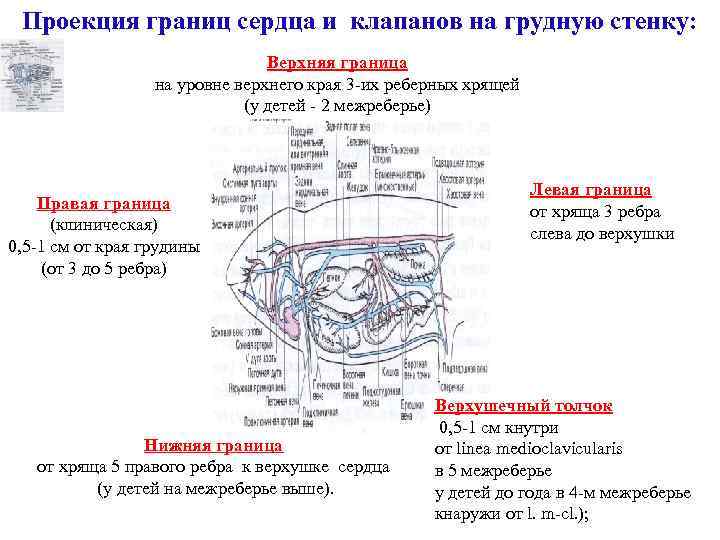 Проекция клапанов сердца. Проекция границ сердца. Верхняя граница сердца находится на уровне. Границы сердца и границы клапанов. Границы сердца: верхняя, находится на уровне верхнего края хрящей.