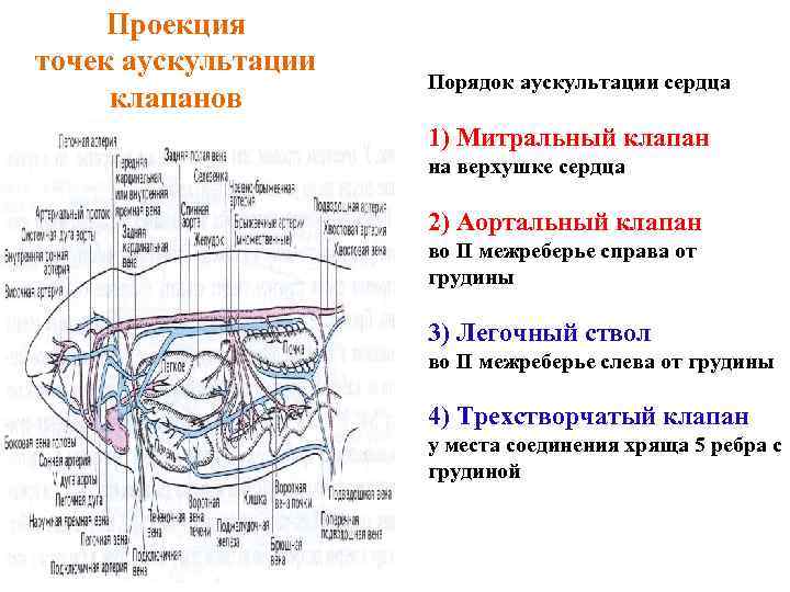 Проекция точек аускультации клапанов Порядок аускультации сердца 1) Митральный клапан на верхушке сердца 2)