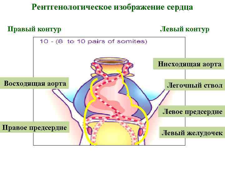 Рентгенологическое изображение сердца Правый контур Левый контур Нисходящая аорта Восходящая аорта Легочный ствол Левое