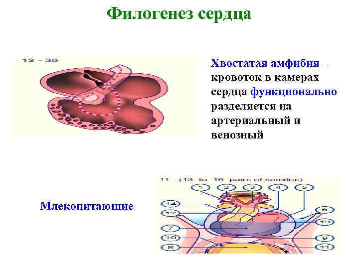 Сердце амфибии рисунок